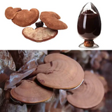 Organic whole Ganoderma lucidum/Reishi slices lucidum ganoderma whole/ganoderma lucidum lingzhi